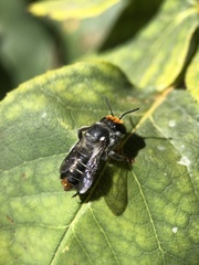 Megachile chrysopyga