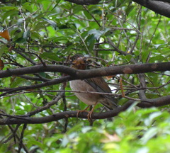 Turdus pallidus