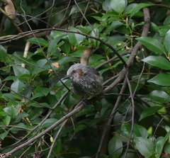 Hypsipetes amaurotis