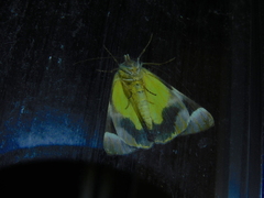 Niceteria macrocosma