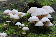 Favolaschia manipularis