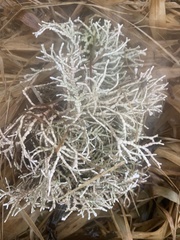 Calliarthron tuberculosum