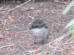 Eopsaltria georgiana