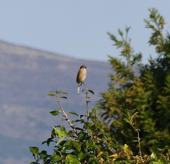 Lanius bucephalus