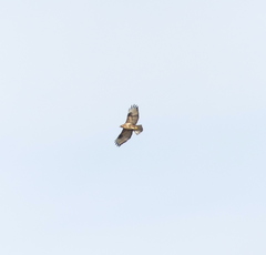 Buteo japonicus