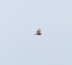 Buteo japonicus