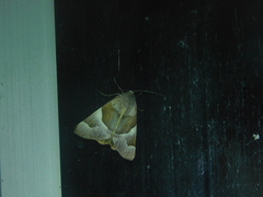 Niceteria macrocosma