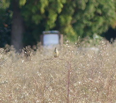 Emberiza fucata