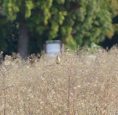Emberiza fucata