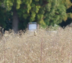 Emberiza fucata