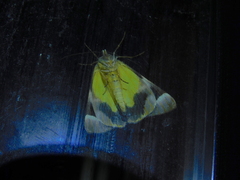 Niceteria macrocosma