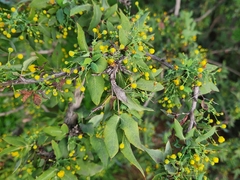 Berberis nevinii
