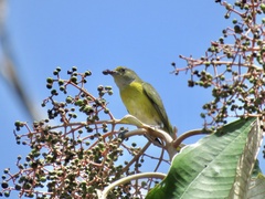 Euphonia hirundinacea