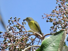 Euphonia hirundinacea