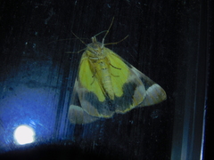 Niceteria macrocosma