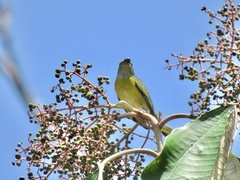 Euphonia hirundinacea