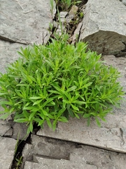 Caryophyllaceae