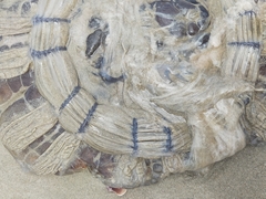 Dactyliophorae
