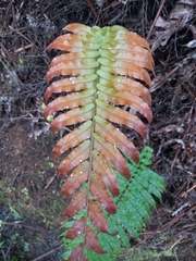 Blechnum novae-zelandiae