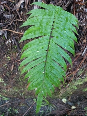 Blechnum novae-zelandiae