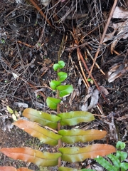 Blechnum novae-zelandiae