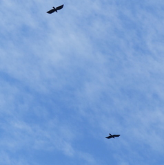 Corvus macrorhynchos