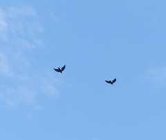 Corvus macrorhynchos