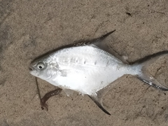 Trachinotus coppingeri