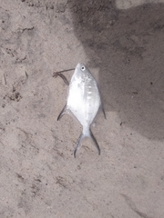 Trachinotus coppingeri