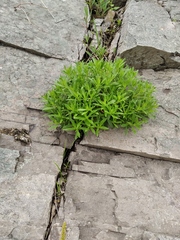 Caryophyllaceae