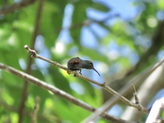 Amazilia tzacatl