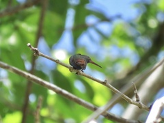 Amazilia tzacatl