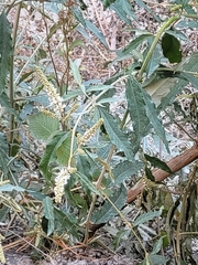 Buddleja asiatica