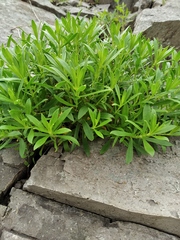 Caryophyllaceae