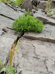 Caryophyllaceae