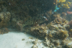 Goniistius rubrolabiatus