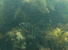 Goniistius rubrolabiatus