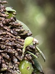 Bulbophyllum pygmaeum