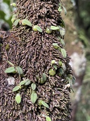 Bulbophyllum pygmaeum