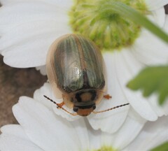 Paropsisterna bimaculata