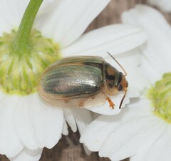 Paropsisterna bimaculata