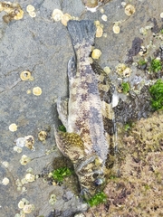 Chironemus marmoratus