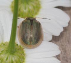 Paropsisterna bimaculata