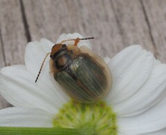 Paropsisterna bimaculata