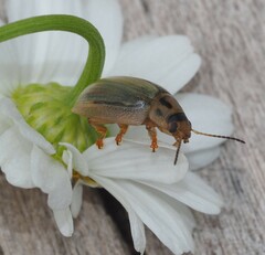 Paropsisterna bimaculata