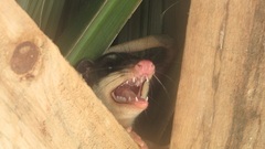Philander opossum