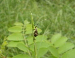 Adela australis