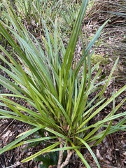 Cordyline pumilio