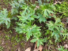 Delphinium cardinale