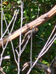 Climacteris erythrops